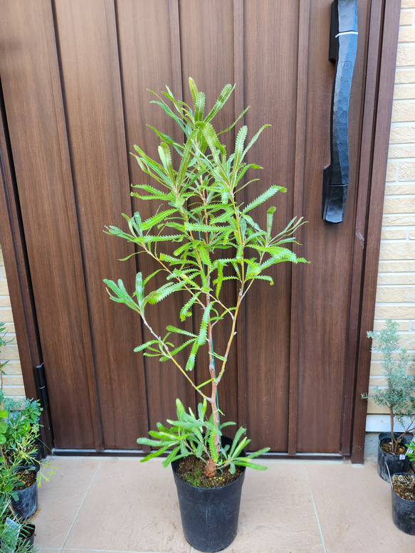 ウォールムバンクシア アエムラ 鉢植え ネイティブフラワー ウォールムバンクシア アエムラ 鉢植え ネイティブフラワー