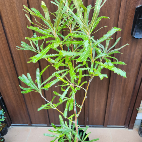 憧れ ウォールムバンクシア アエムラ 鉢植え ネイティブフラワー 常緑樹