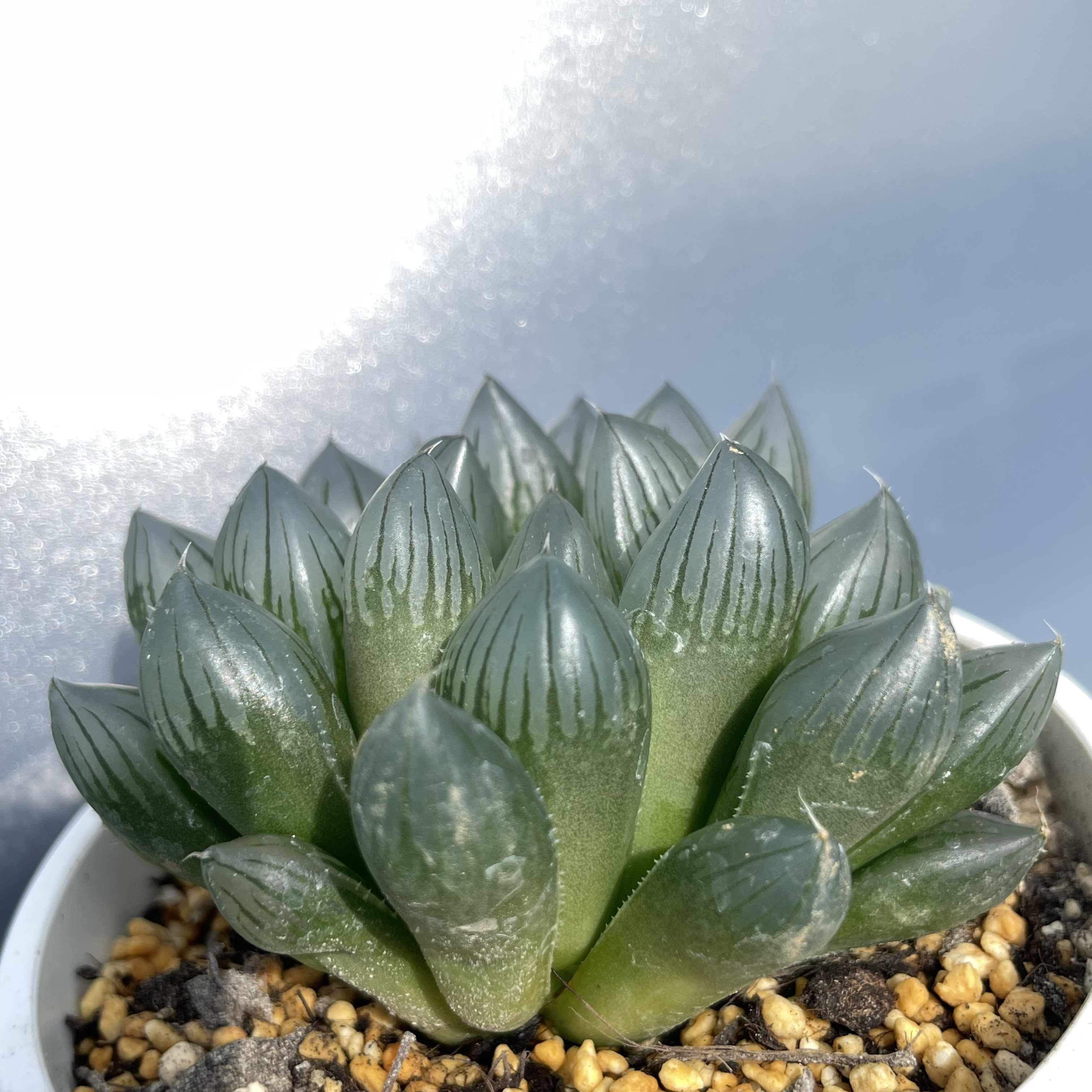 ブラックオブツーサ ハオルチハオルシア 多肉 多肉植物 抜き苗 大きめ