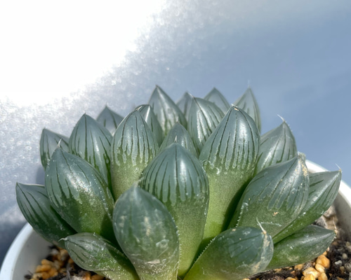ブラックオブツーサ ハオルチハオルシア 多肉 多肉植物 抜き苗