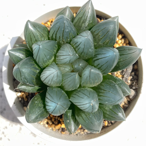 ブラックオブツーサ ハオルチハオルシア 多肉 多肉植物 抜き苗