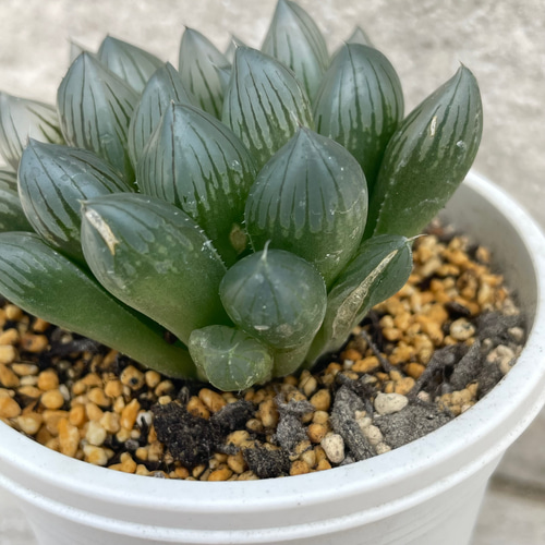 *.ブラックオブツーサ錦 大苗 *. ハオルシア * ハオルチア *多肉植物 * ブラックオブツーサ ハオルチハオルシア 多肉 多肉植物 抜き苗