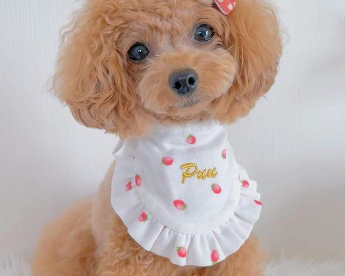 秋色ドットボーダー ナチュラルリボン 犬リボン わんこリボン