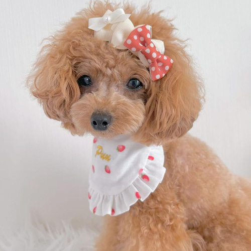 秋色ドットボーダー ナチュラルリボン 犬リボン わんこリボン