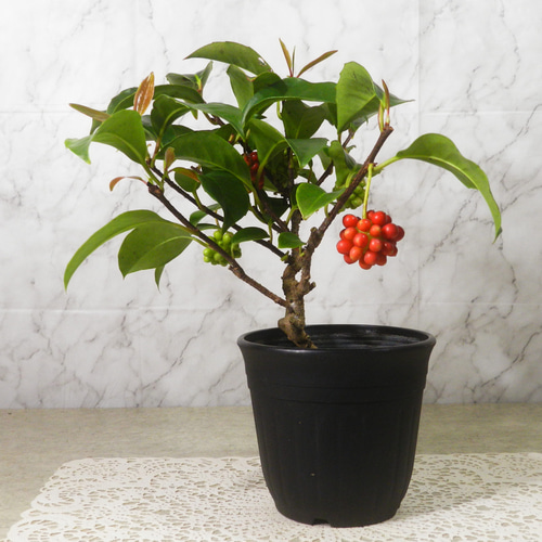 ☆ENGEI ichioki☆美男葛・ビナンカズラ・鉢物盆栽02◇丈夫な