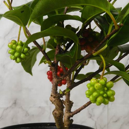 ☆ENGEI ichioki☆美男葛・ビナンカズラ・鉢物盆栽02◇丈夫な実成樹種