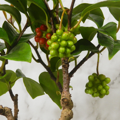 ☆ENGEI ichioki☆美男葛・ビナンカズラ・鉢物盆栽02◇丈夫な