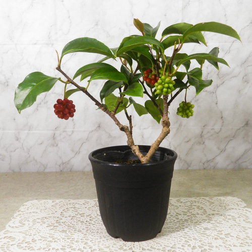 ☆ENGEI ichioki☆美男葛・ビナンカズラ・鉢物盆栽02◇丈夫な実成樹種