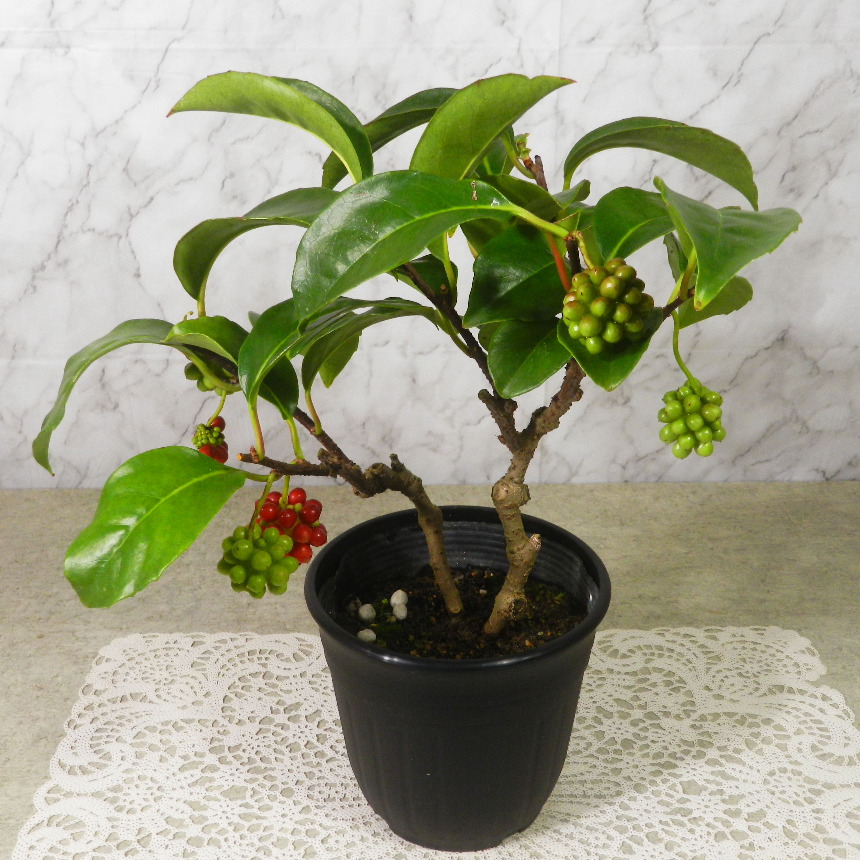 盆栽 ビナンカズラ 美男葛 盆栽 美男葛 ビナンカズラ