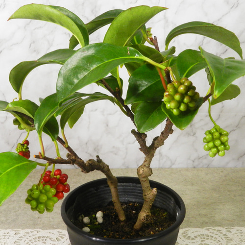 ☆ENGEI ichioki☆美男葛・ビナンカズラ・鉢物盆栽04◇丈夫な