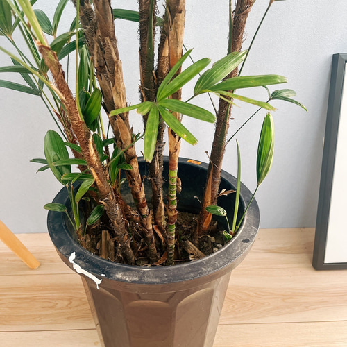 現品］観音竹 10号 観葉植物 屋外 室内 大型 おしゃれ ヤシ 緑の宝石