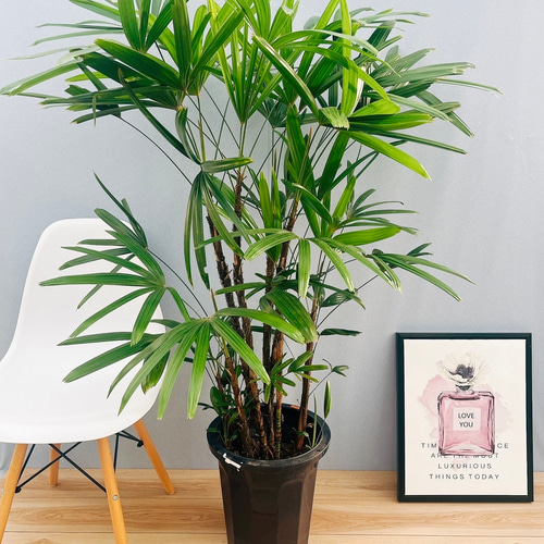 現品］観音竹 10号 観葉植物 屋外 室内 大型 おしゃれ ヤシ 緑の宝石
