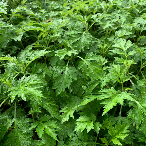 50g【人気No.1】四草のささやき バーム 4種 薬草 よもぎ／どくだみ