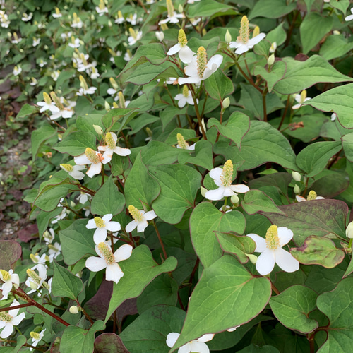 50g【人気No.1】四草のささやき バーム 4種 薬草 よもぎ／どくだみ