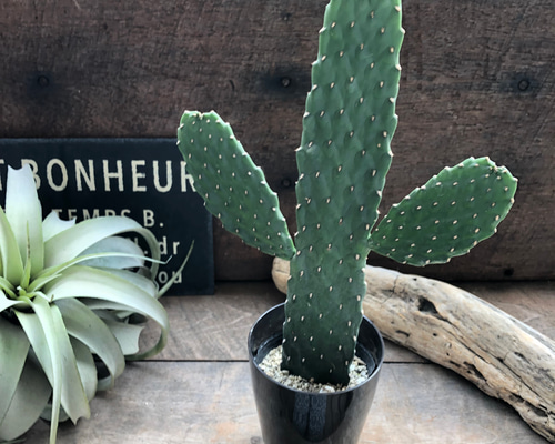 専用ページです！サボテン レブチア テレサエ♪1個 つぼみアリ 専用ページです！サボテン レブチア テレサエ♪1個 つぼみアリ 【公式