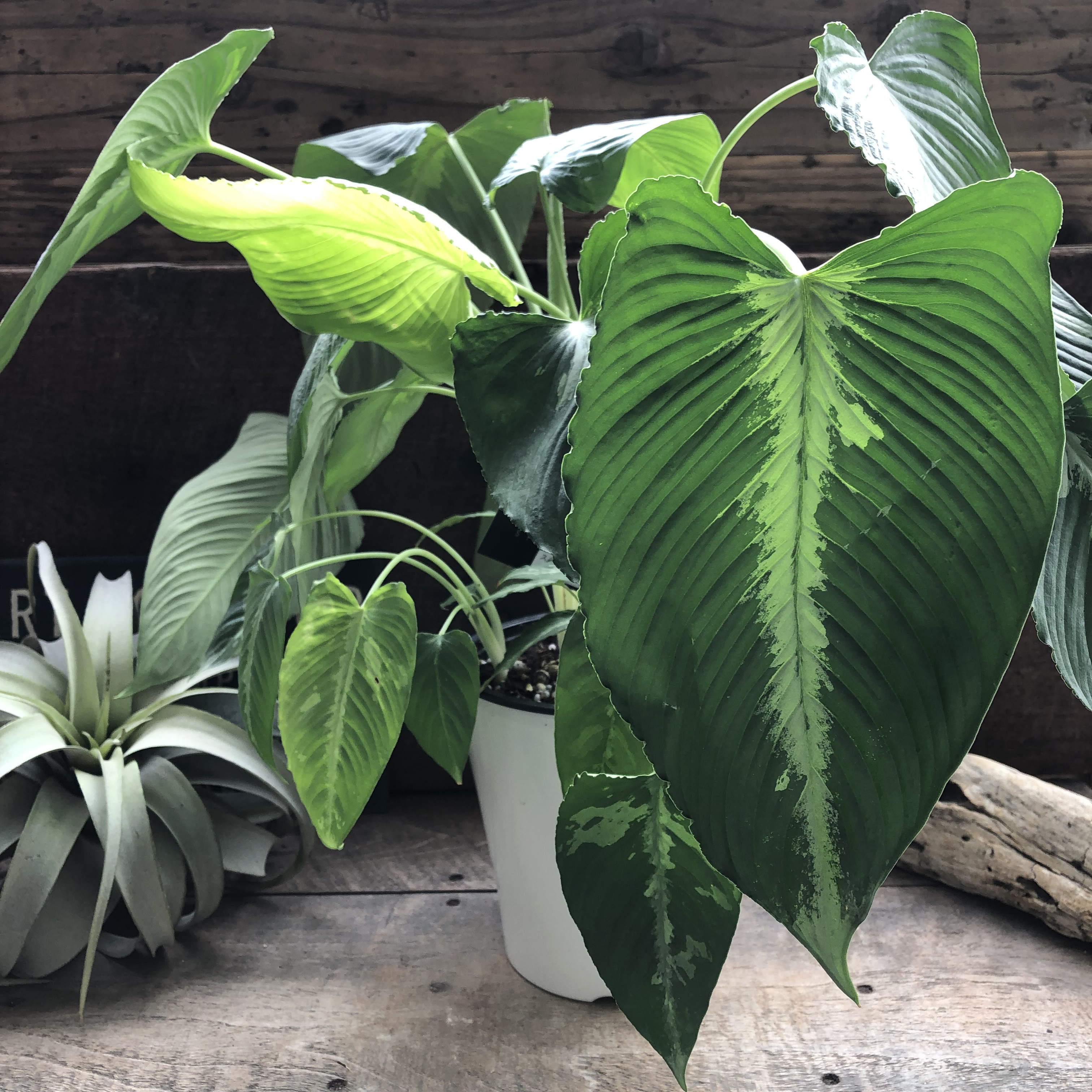 スキスマトグロティス　プシラ♡希少♡観葉植物♡5号♡アロイド