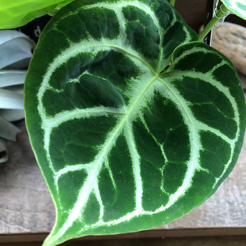 5号♡ドラヤキ♡アンスリウム♡希少♡美しい♡観葉植物 アートフラワー