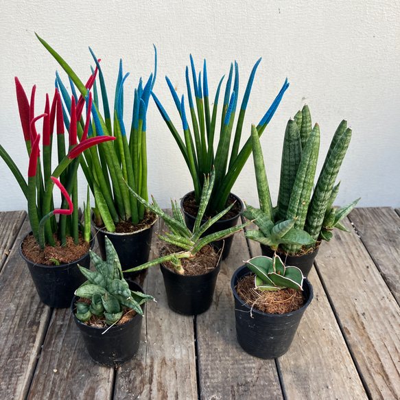 その他観葉植物 Shion* 楽天市場】ベンジャミン シタシオンの通販