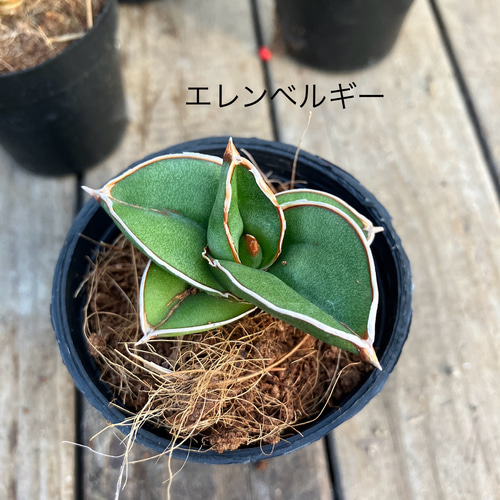 その他観葉植物 3104 サンスベリア色々7個セット＊かわいいサイズ＊観葉植物＊マイナス