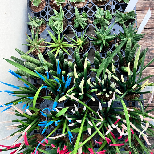 サンスベリア色々7個セット＊かわいいサイズ＊観葉植物＊マイナス