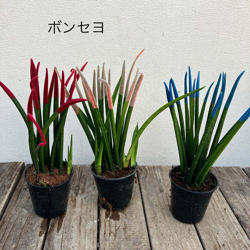 その他観葉植物 Shion* 楽天市場】ベンジャミン シタシオンの通販