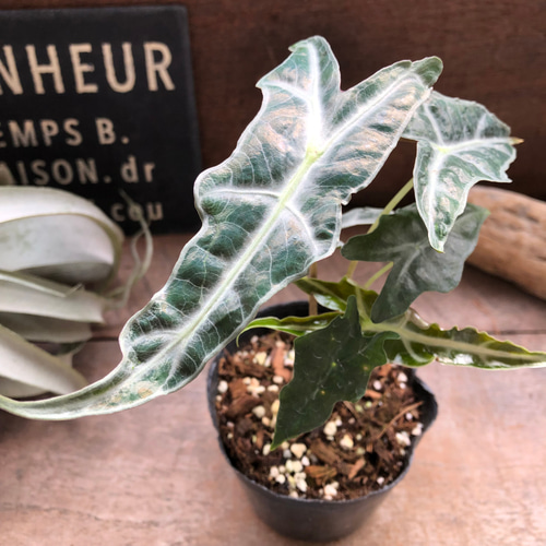 ノビリス♡アロカシア♡観葉植物♡インテリア アートフラワー パリ