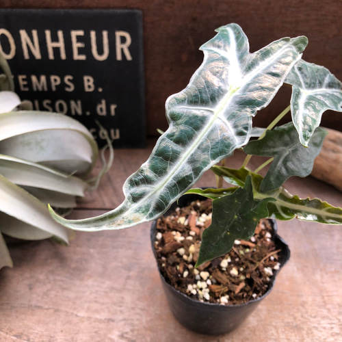 アロカシア ノビリス ピンク“K” ① from mason アロカシア ノビリス 4