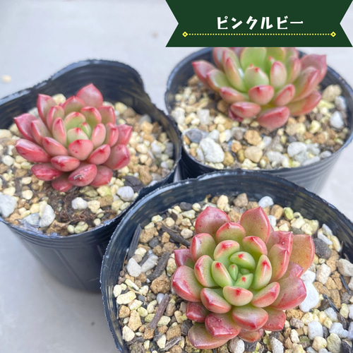 3苗 ピンクルルビー エケベリア 多肉植物 【公式通販】