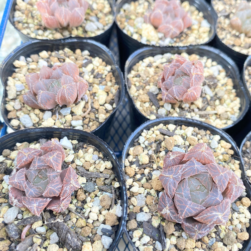 多肉植物　ハオルチア　藍鏡　カット苗 園芸ネット本店｜ハオルチア：藍鏡 2.5号 の通販【公式】