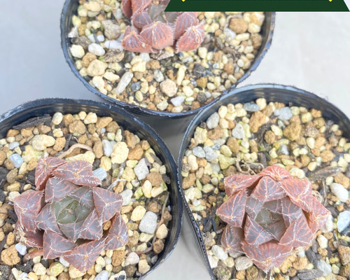 多肉植物　ハオルチア　藍鏡　カット苗 3苗【6cmpot/藍鏡】小苗 輸入苗 多肉植物 ハオルチア 多肉植物 多肉