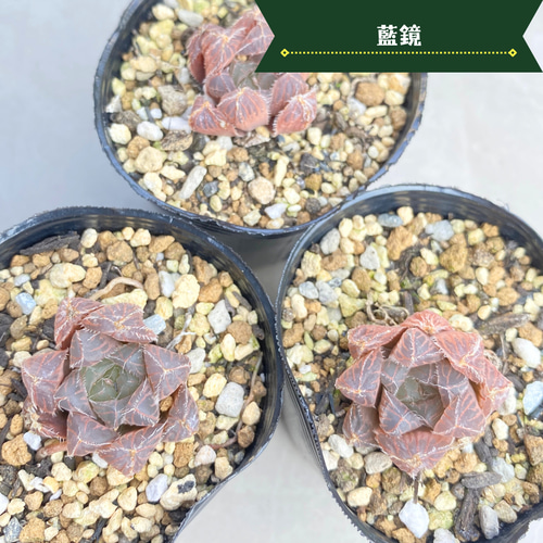 3苗【6cmpot/藍鏡】小苗 輸入苗 多肉植物 ハオルチア 多肉植物 多肉