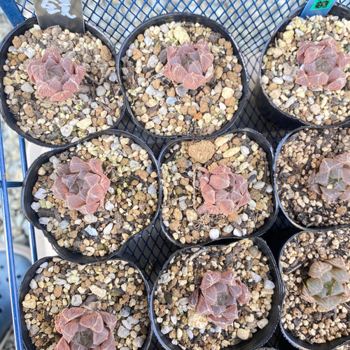 3苗【6cmpot/藍鏡】小苗 輸入苗 多肉植物 ハオルチア 多肉植物 多肉