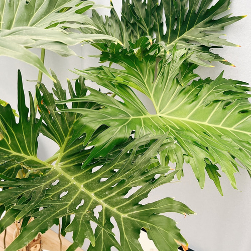 現品］4番 フィロデンドロン セローム 幹上がり 8号 観葉植物