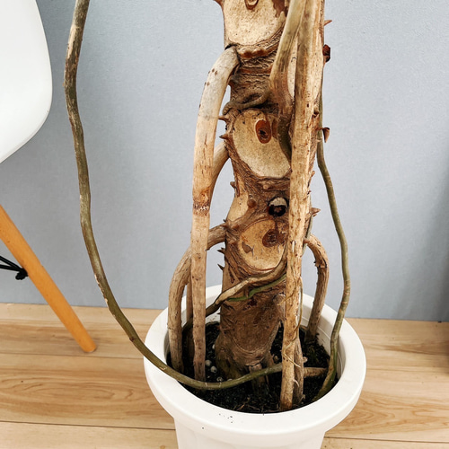 現品］4番 フィロデンドロン セローム 幹上がり 8号 観葉植物