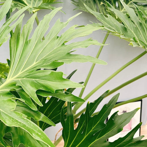 ［現品］54番　フィロデンドロン　セローム　幹上がり　7号　観葉植物　大型　室内 フィロデンドロン セローム 幹上がり 4【現品】観葉植物 大型