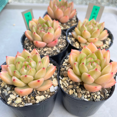 1苗【6cmpot/マルガンhyb】中苗 輸入苗 多肉植物 多肉植物 多肉 1苗【6cmpot/マルガンhyb】中苗 輸入苗 多肉植物 多肉植物 多肉