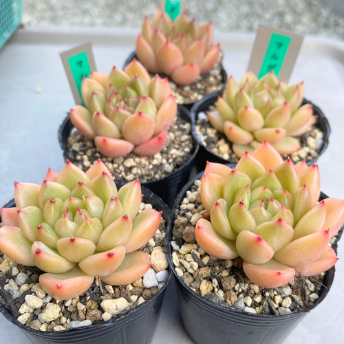 1苗【6cmpot/マルガンhyb】中苗 輸入苗 多肉植物 多肉植物 多肉植物