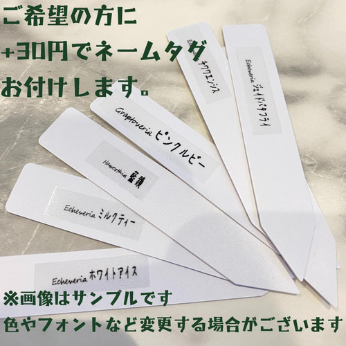 1苗【6cmpot/マルガンhyb】中苗 輸入苗 多肉植物 多肉植物 多肉植物