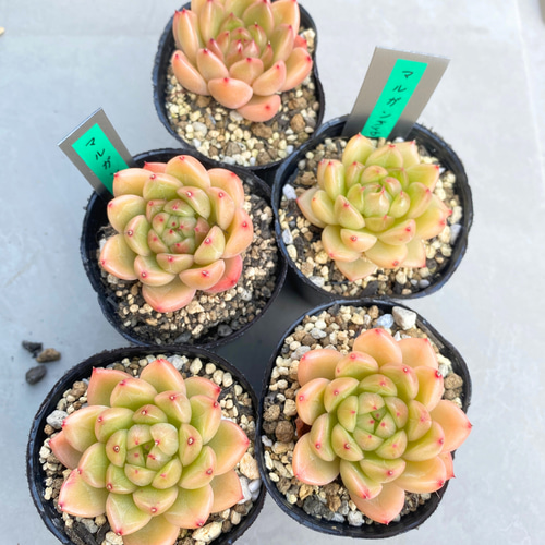 1苗【6cmpot/マルガンhyb】中苗 輸入苗 多肉植物 多肉植物 多肉植物