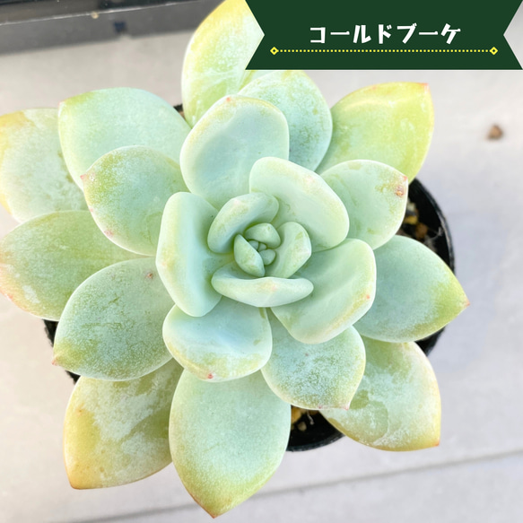 1苗【7.5cmpot/コールドブーケ】大苗 輸入苗 多肉植物 多肉植物 多肉