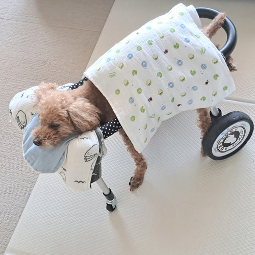 犬用 ◇ あごのせ枕 3〜4個セット（ドット）◇ 表裏オーガニック