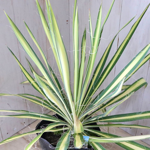 ユッカ♡フィラメントーサ♡カラーガード♡観葉植物♡ アートフラワー