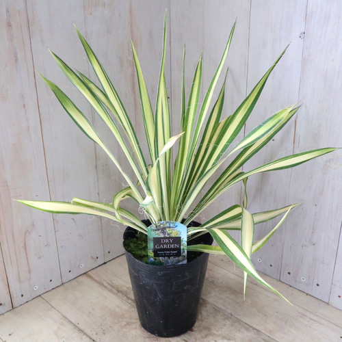 現物「ユッカ・カラーガード」9号 Yucca filamentosa 現物「ユッカ