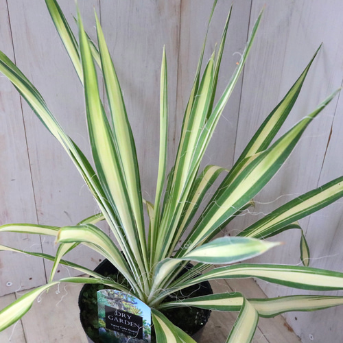 ユッカ♡フィラメントーサ♡カラーガード♡観葉植物♡ アートフラワー