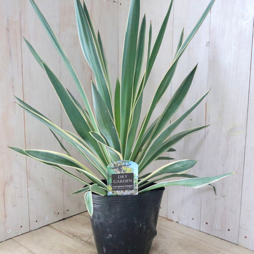 ユッカ グロリオサ バリエガータ 【21-351・352】2本セット ユッカ