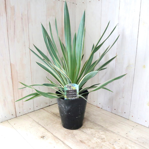 ユッカ♡グロリオサ♡バリエガータ♡5寸ポット♡ アートフラワー nico