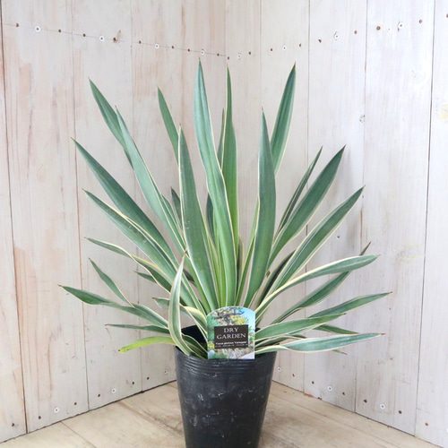 ユッカ♡グロリオサ♡バリエガータ♡5寸ポット♡ アートフラワー nico