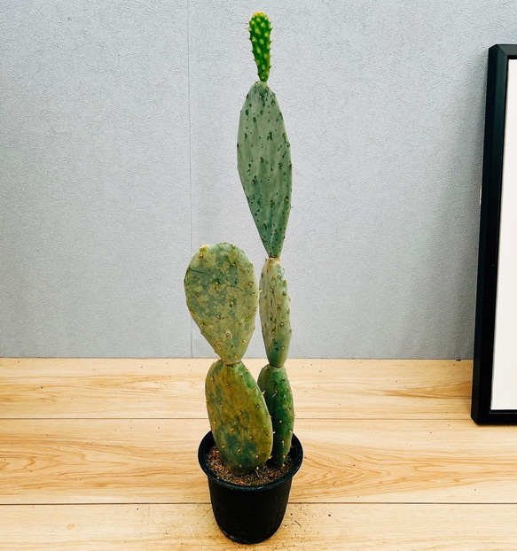 現品］6番 サボテン 大丸盆 3号 観葉植物 多肉植物 かわいい