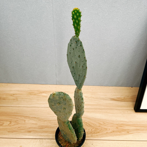 現品］6番 サボテン 大丸盆 3号 観葉植物 多肉植物 かわいい