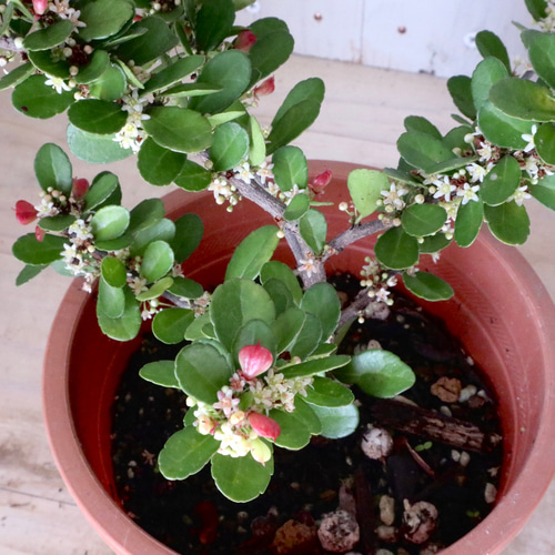 ハートの木♡ハートツリー♡ハリツルマサキ♡4寸鉢♡ アートフラワー